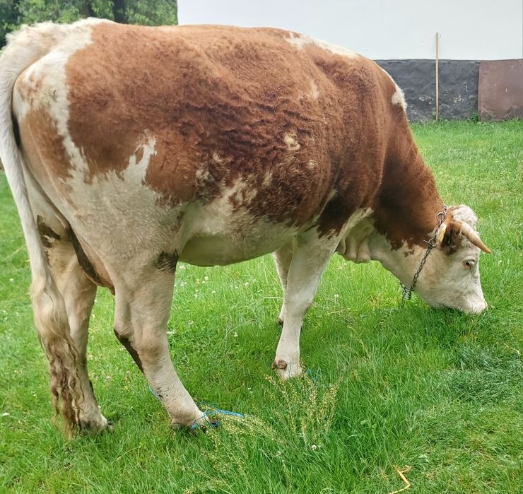 Vaca gestantă în 8 luni