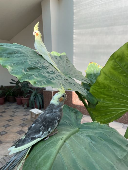 ручной кушла сотилади 6 та бор