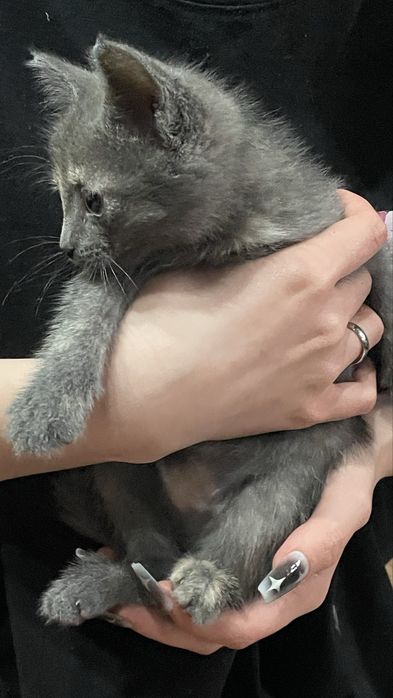 котёнок, девочка