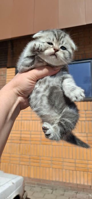 Скоттиш Фолды.  Девочка и Мальчик