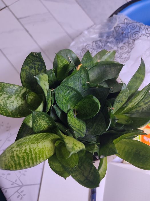 Продам сансеверия