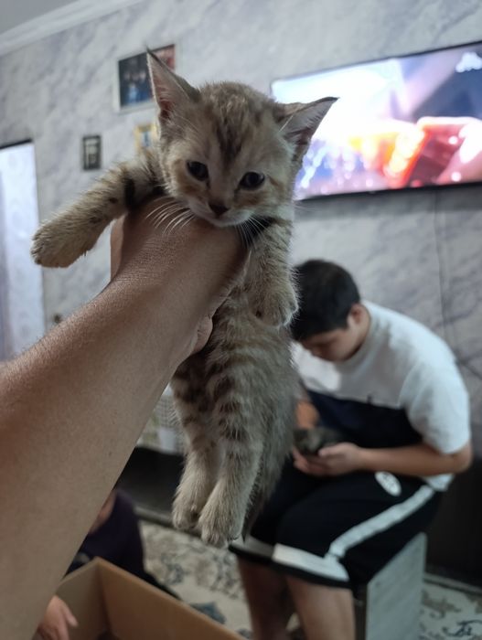 Мушуклар сотилади