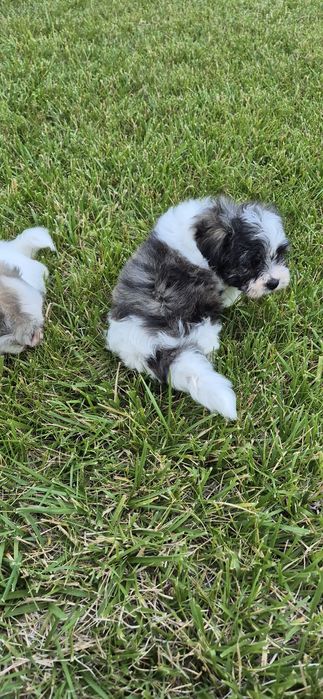 Bichon maltez fetite