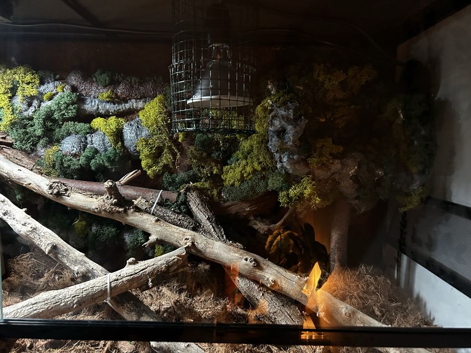 Corn snake + terariu 120x45x60