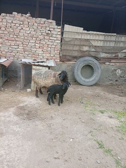 Она бола казоки ку́й сотилади