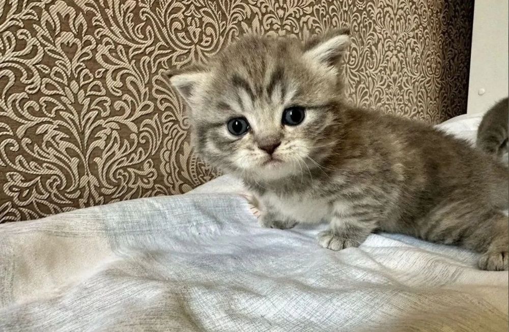 Британские девочки, 1.5 мес ждут своих родителей