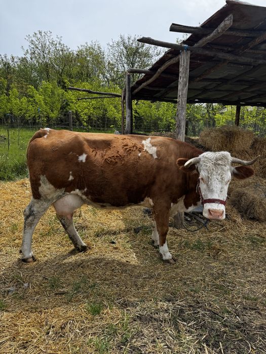 Vacă de vânzare ,pentru detalii apelati numarul din anunț