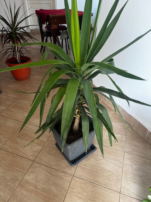 YUKA - planta decorativa