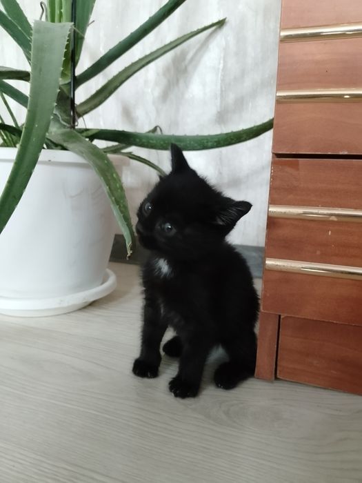 Отдам котенка в добрые руки