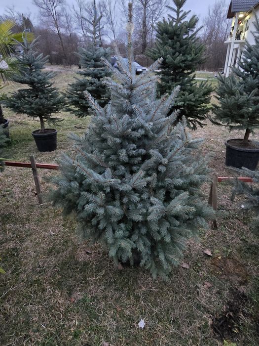 Brad natural cu rădăcini