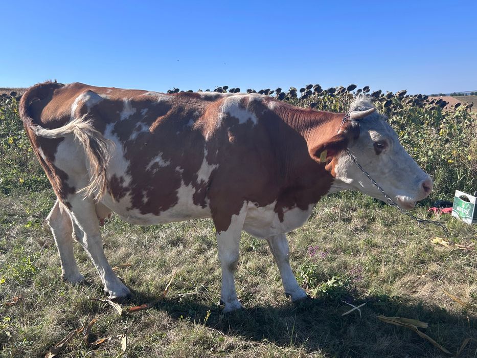 Vaca de vânzare