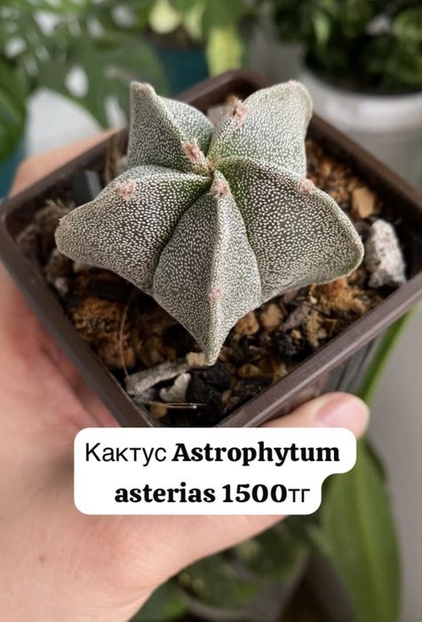 Комнатные растения
