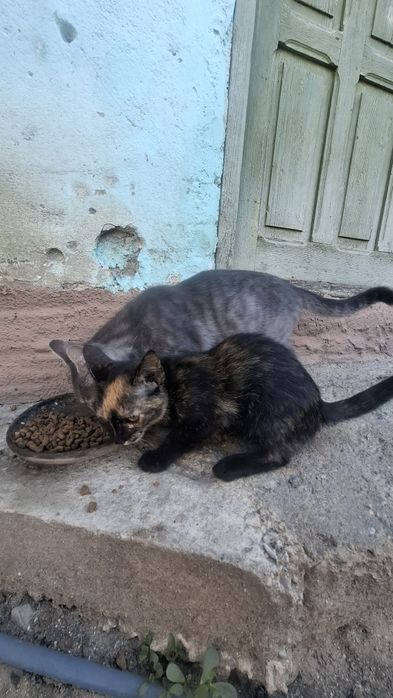 donez pui de pisică