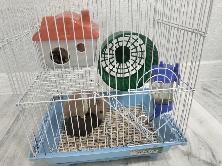 Продам  Джунгарских хомяков