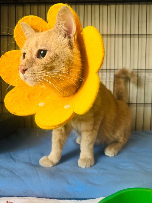 Разговорчивый и поющий кот