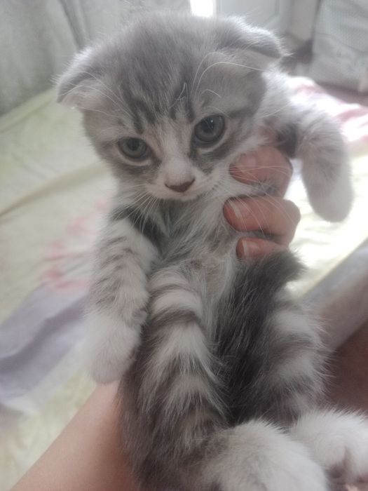 Британские короткошерстные