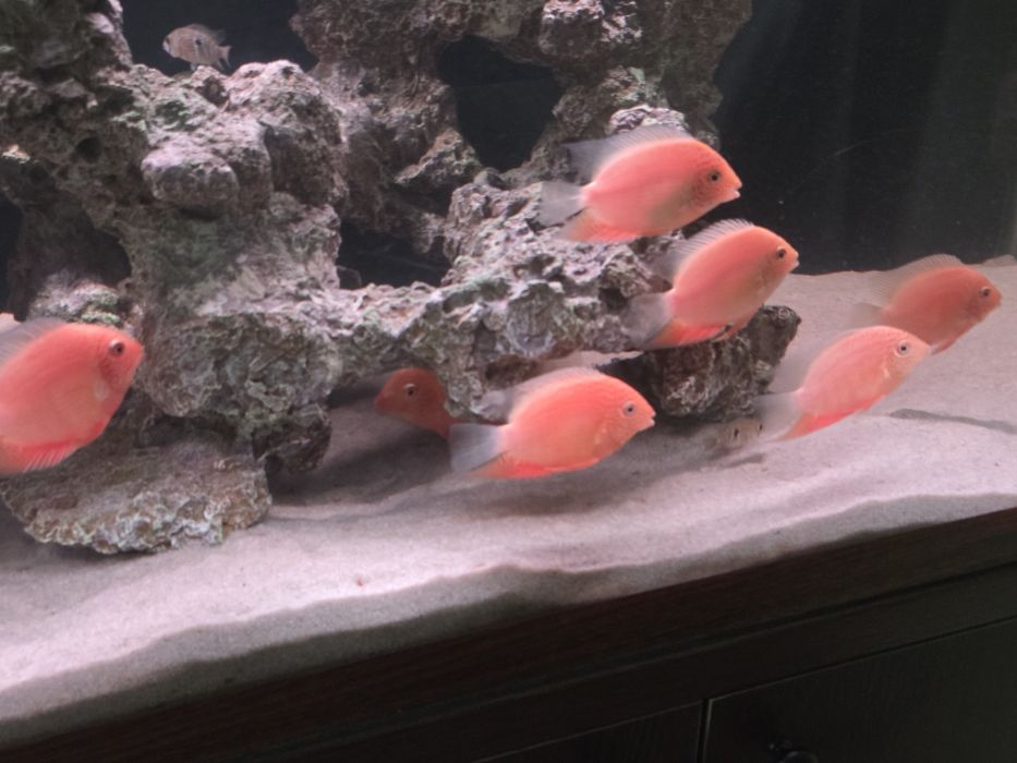 Северум красноточечный, 10см.