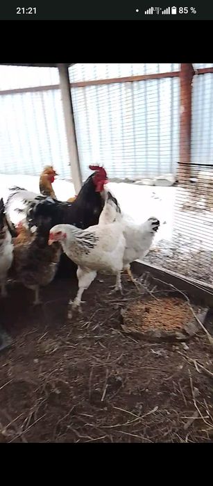 Продам куры домашние
