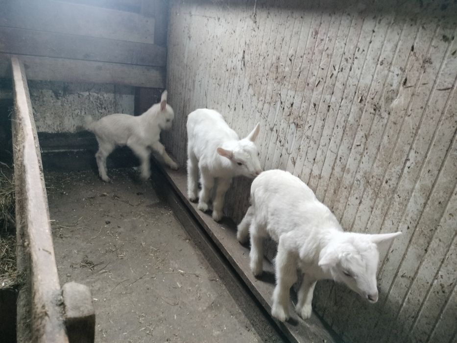 De vânzare țapușori saanen