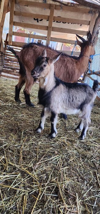 Vand o capra alpina franceza