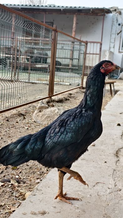 Дакан пары сатылады