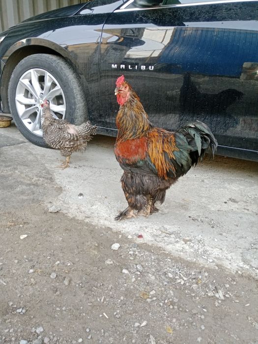 Продам петуха 4 года,
