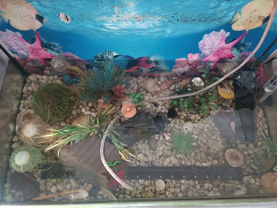 Продавам оборудван аквариум 60литра