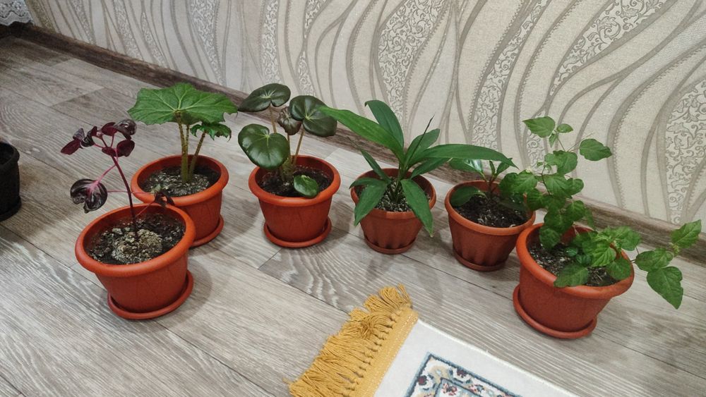 Продам комнатные растения
