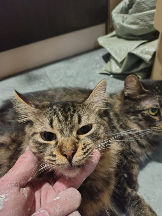 Отдам полумейнкунов