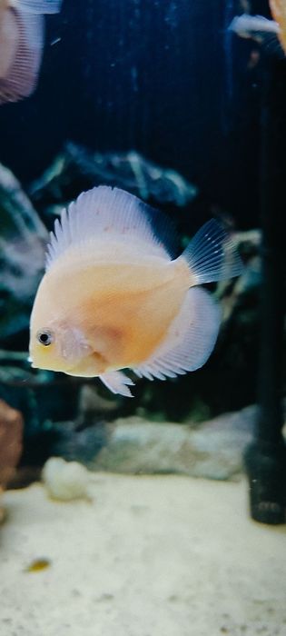 Дискус балиқлар сотилади