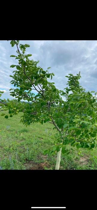 Livada nuci ecologic