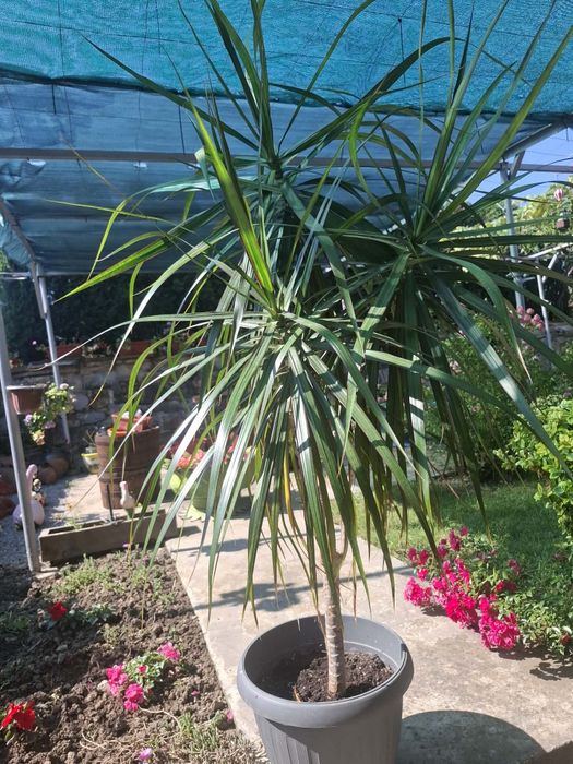 Драцена (Dracaena)