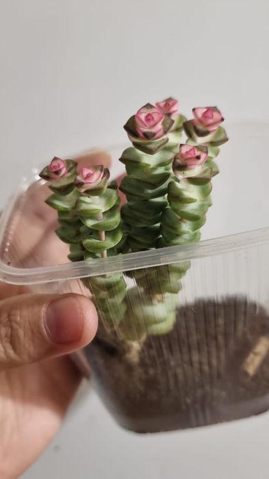 Растения, цветы,саженцы