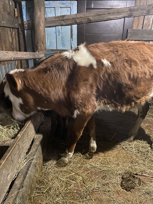 Продам телочку 8 месячная