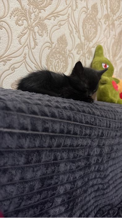 Отдам котенка в добрые руки