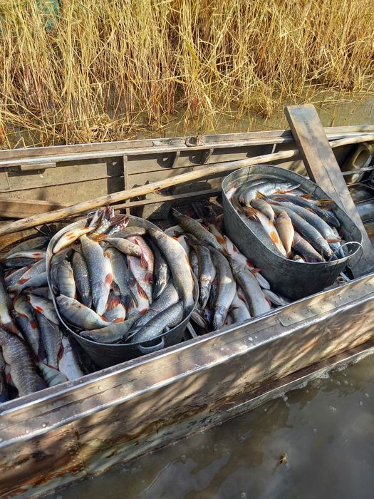 Щука - свежезамороженная