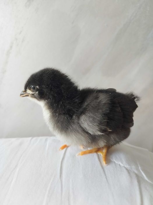 Pui găina rasă mixtă, austrolorp