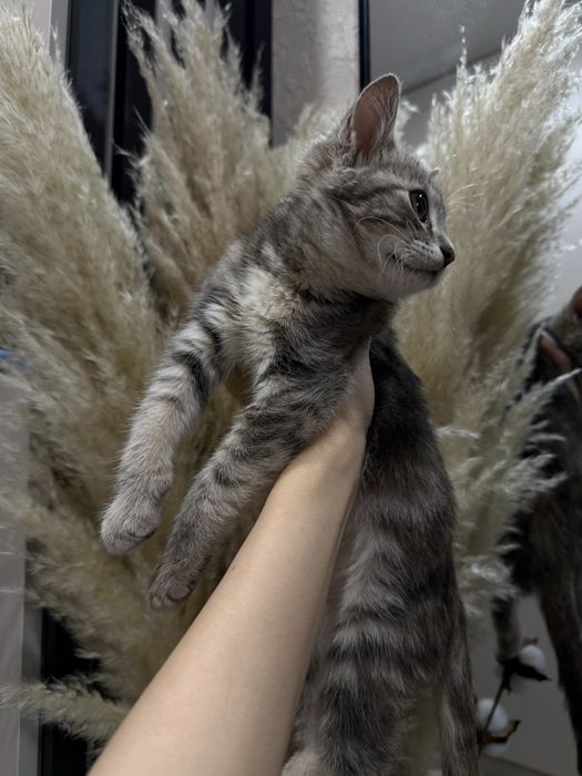 Отдам маленькую кошечку