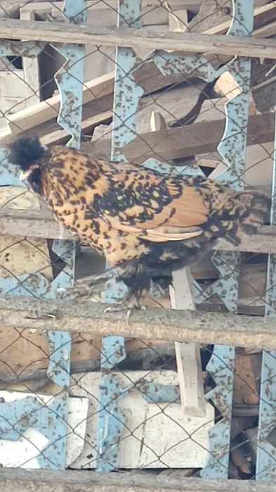 Продаю пару карликов