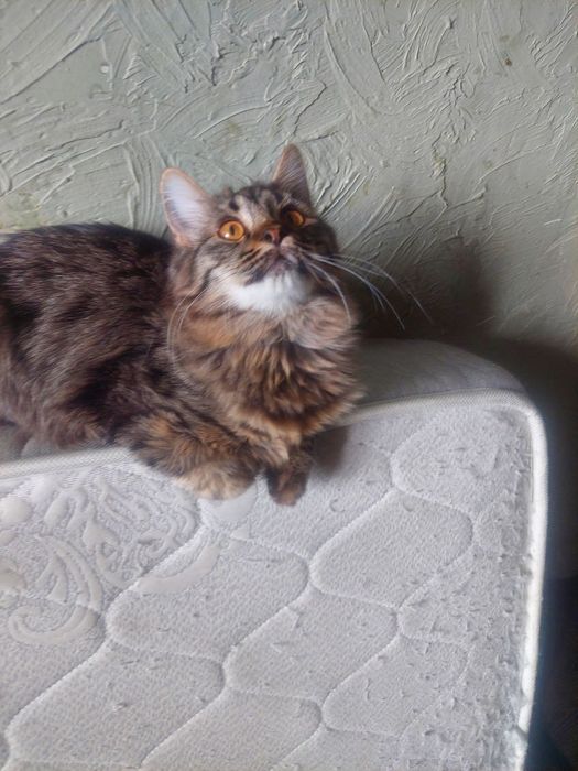 Срочно! Отдаем котят в добрые руки.