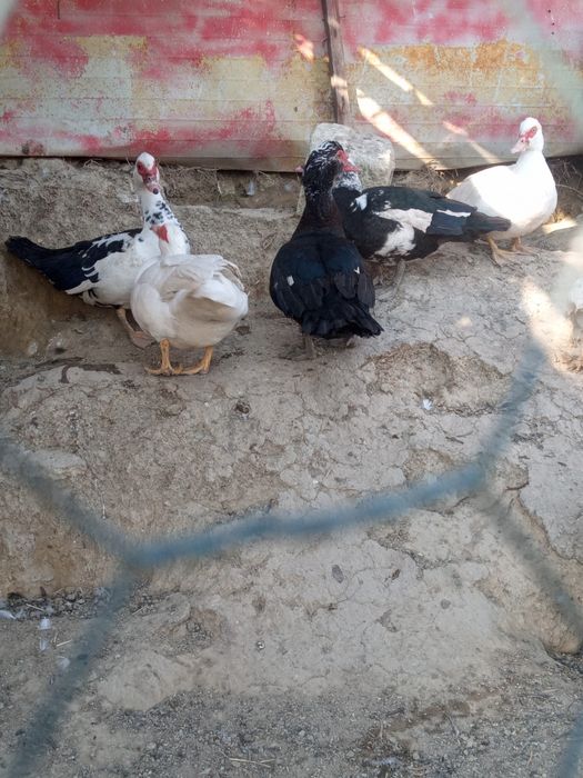 Schimb rațe leșești