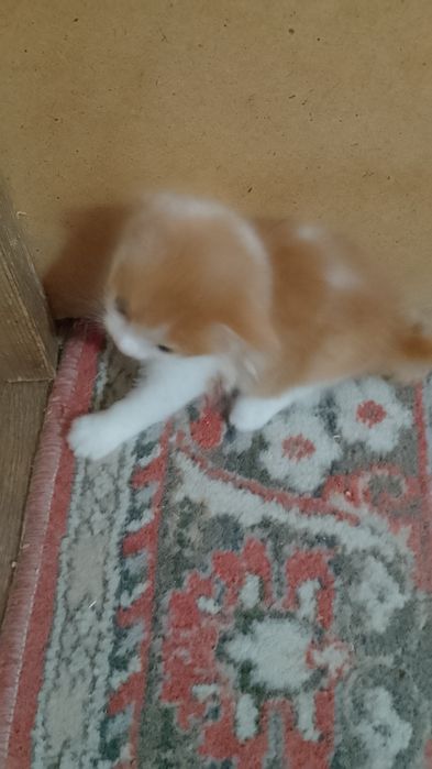 Отдам котят бесплатно