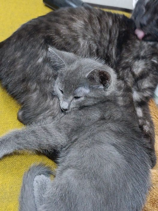 Отдам котенка мальчик
