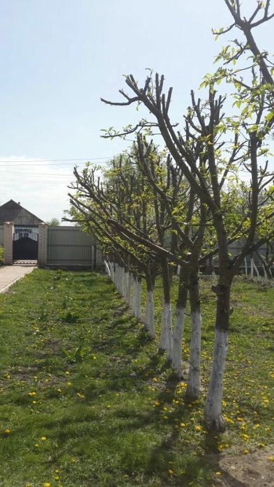 Садовник. Уборка сада и благоустройство территории. Богбон Ташкент .