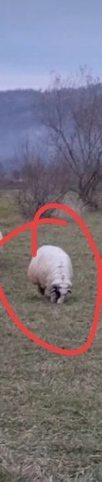 Disponibile 8 oi ,un berbec și 15 miei de anu asta