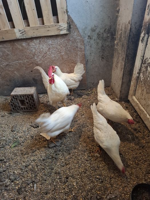 Oua de incubat italian alb și australorp