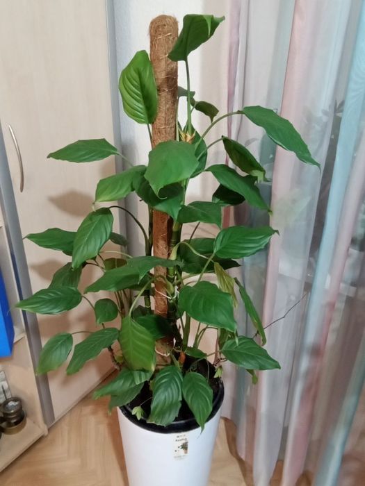 Цветок комнатный с подсветкой. АГЛОНЭМА 1.5М