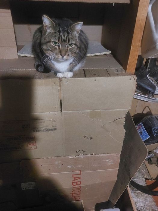 Кошечкам нужен надёжный дом