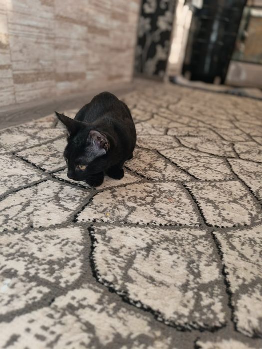 Отдам в хорошие руки котика.