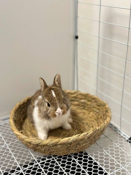 1. "Ideal Uy Hayvoni – Sifatli Karlik Quyonchalari!”

Siz uchun maxsus